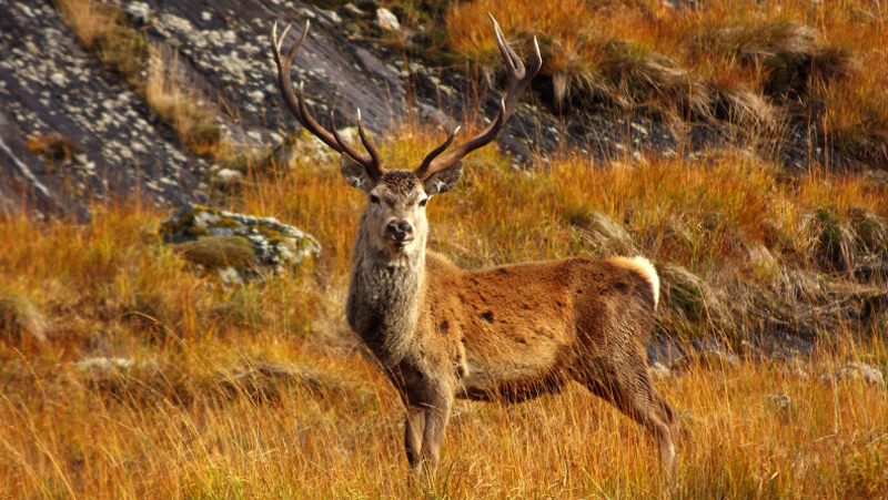 Shooting & Stalking in Perthshire